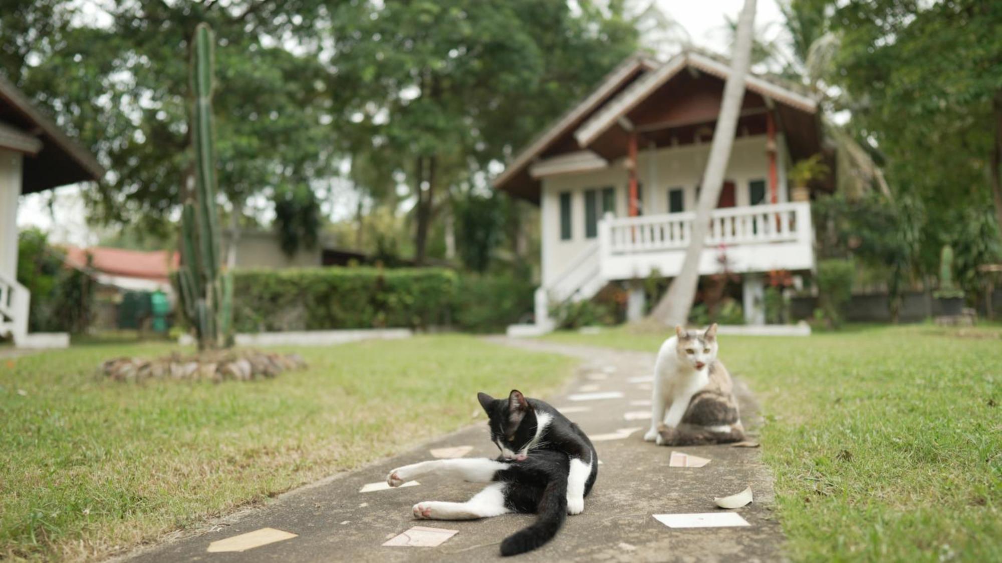 My Home Resort - Koh Phangan Vacation House Rentals Ban Madua Wan Buitenkant foto